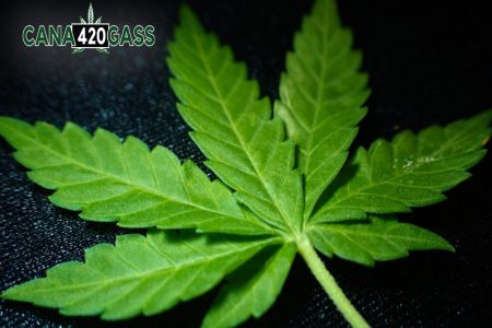 Marijuana Use in UK