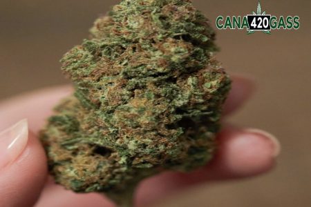 Can You Get High If You Use Raw Cannabis?