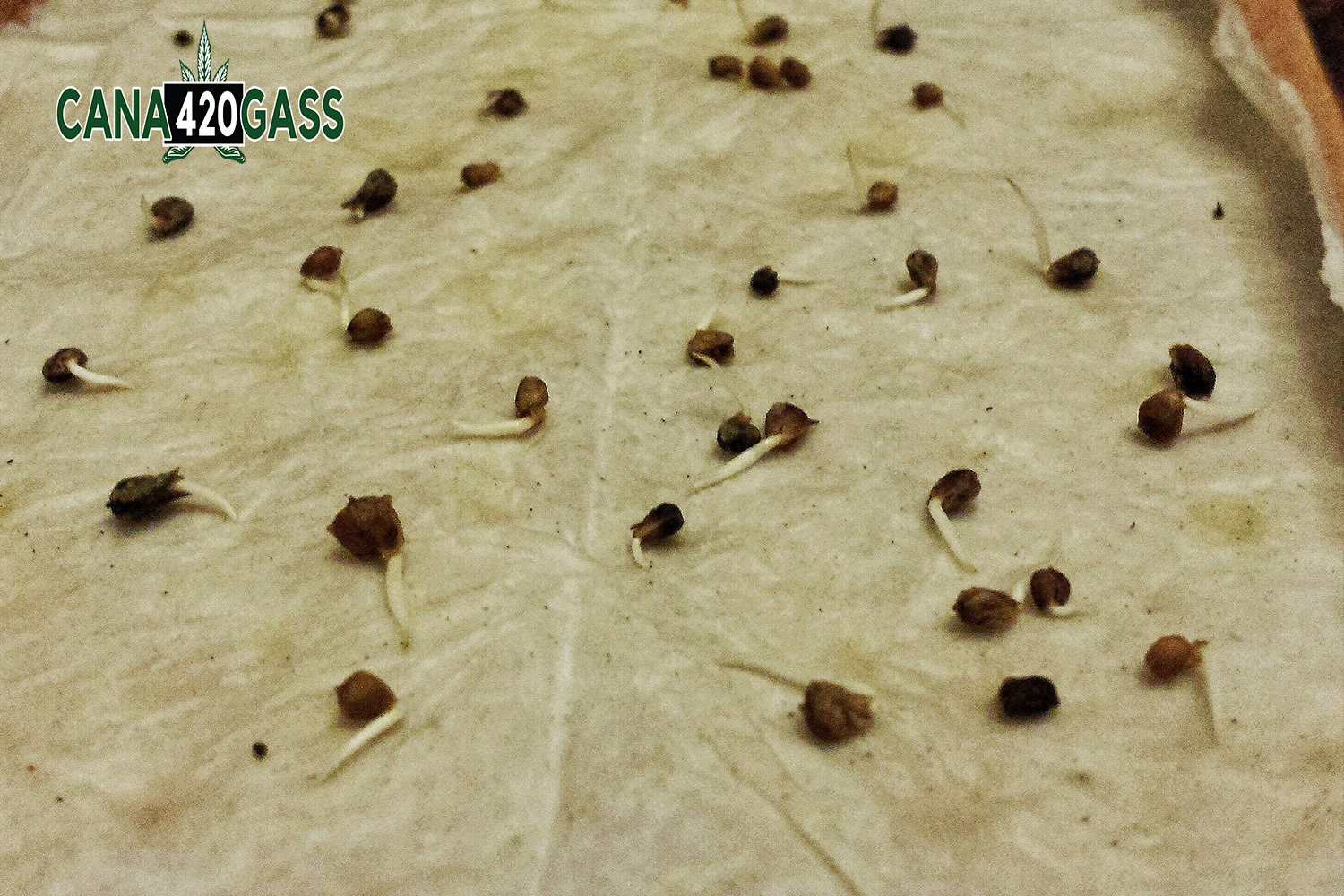 best way to germinate marijuana seeds
