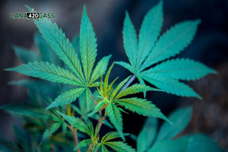 The 10 Top Medical Marijuana Strains