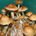 Cambodia Mushroom Mondo Grow Kit