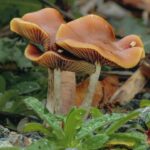 Psilocybe Azurescens Flying Saucer Mushrooms