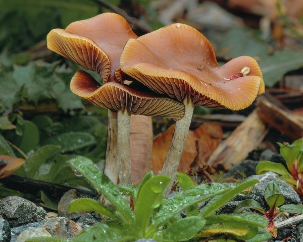 Psilocybe Azurescens Flying Saucer Mushrooms