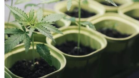 The Best Way to Germinate Marijuana Seeds